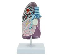 L2/3 Modello anatomico umano a grandezza naturale for l'insegnamento dimostrativo della ricerca medica - Comunicazione medico-paziente