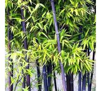 la di celidonia semi di,facili da da giardino e resistenti,con un lungo periodo vaso per,per luoghi soleggiati 100Seme