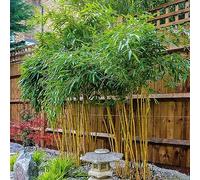 la di celidonia tappezzante resistente,decorazione per davanzali da giardino e resistenti,con un lungo periodo di decorazione del 100Seme