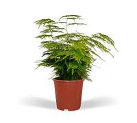 La Green Touch - Asparagus Plumosus - Pianta da interno - Vaso 12 cm, altezza 35 cm