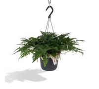 La Green Touch - Humata Tyermannii h20 cm - pianta da interno - vaso 17 cm, altezza 20 cm