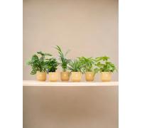 La Green Touch - Scatola sorpresa - 6 piante e vasi Elho Vibes giallo Ø14 - pianta da interno - vaso 14 cm, altezza 30 cm