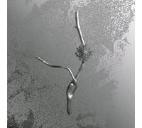 La Maccaia - Gaia Banfi (Audio cd)