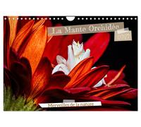 La Mante Orchidée (Calendrier mural 2027 DIN A4 vertical), CALVENDO calendrier m