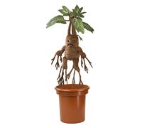 La Nobile Collezione Mandrake Elettronica Interattiva