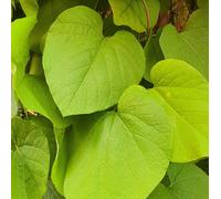 La pipa dell'olandese (Aristolochia) 2L - Enormi foglie a forma di cuore