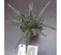 La Regina Vittoria Agave Cm. 20 N. Ariocarpus