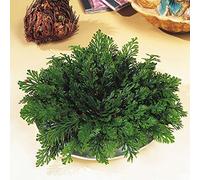 La Rosa di Jericho - Pianta della Resurrezione