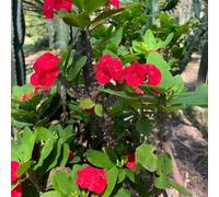 La spina Cristo di interni esotici arbusto farfalle perenne resistente balcone primavera reverdecimiento tetti giardino interni semi 550pcs