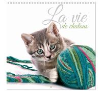La vie de chatons (Calendrier mural carré 2026 30 x 60 cm (ouvert)) Calendrier double avec une page pour vos prises de notes