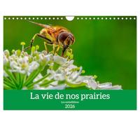 La vie de nos prairie, les ombellifères (Calendrier mural 2026 DIN A4 vertical), CALVENDO calendrier mensuel: La vie secrète des ombellifères
