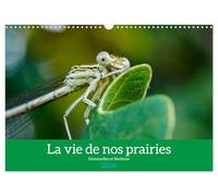 La vie de nos prairies - Demoiselles et libellules (Calendrier mural 2026 DIN A3 vertical), CALVENDO calendrier mensuel: À la découverte des petites bêtes de nos prairies