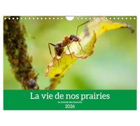 La vie de nos prairies - Le monde des fourmis (Calendrier mural 2026 DIN A4 vertical), CALVENDO calendrier mensuel: Voici un petit regard sur la vie fascinante des fourmis