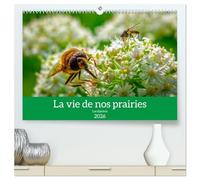 La vie de nos prairies - Les diptères (Calendrier mural 2026 DIN A2 vertical) calendrier de bureau: Les diptères, les habitants de nos prairies