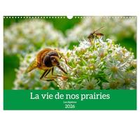 La vie de nos prairies - Les diptères (Calendrier mural 2026 DIN A3 vertical), CALVENDO calendrier mensuel: Les diptères, les habitants de nos prairies