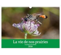 La vie de nos prairies - Les guêpes et les abeilles (Calendrier mural 2026 DIN A3 vertical), CALVENDO calendrier mensuel: La vie intime de nos prairies. À la rencontre des guêpes et abeilles