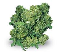 La zappa Semi di cima di Rapa piante per orto e giardino (Novantina riccia S.Marzano)