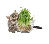 La zappa Semi di erba gatta "Nepeta cataria" pianta aromatica