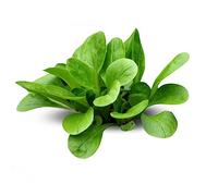 La zappa Semi di valeriana piante per orto e giardino coltivazione domestica e professionale