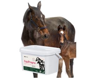 Lab-v EquiPregna - Mangime complementare per cavalle gravide e in allattamento, che favorisce il decorso della gravidanza, lo sviluppo del feto e la produzione di latte 2 kg