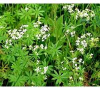 Labbeverato bianco -Galium album- 200 semi