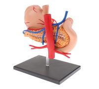 Laboratorio Didattico Di Anatomia Del Modello Anatomico Dello Stomaco Umano