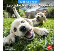 Labrador Calendar 2026: A year of friendly faces and everyday joy