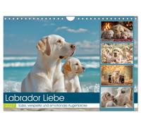 Labrador Liebe (Wandkalender 2027 DIN A4 quer), CALVENDO Monatskalender