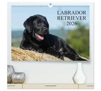 Labrador Retriever 2026 (hochwertiger Premium Wandkalender 2026 DIN A2 quer), Kunstdruck in Hochglanz: Labrador Retriever, eine der beliebtesten Hunderassen, auf 13 faszieniernden Fotos