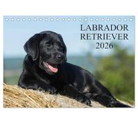 Labrador Retriever 2026 (Tischkalender 2026 DIN A5 quer), CALVENDO Monatskalender: Labrador Retriever, eine der beliebtesten Hunderassen, auf 13 faszieniernden Fotos