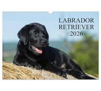 Labrador Retriever 2026 (Wandkalender 2026 DIN A3 quer), CALVENDO Monatskalender: Labrador Retriever, eine der beliebtesten Hunderassen, auf 13 faszieniernden Fotos