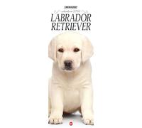Labrador Retriever. Calendario 2026. Long