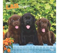 Labrador Retriever Puppies 2025, 12 x 24 pollici, Monthly Square Wall Calendar Plastic-Free