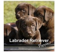 Labrador Retriever Puppies (Wall Calendar 2026 12" x 24" / 30 x 60 cm (open)) CALVENDO 12 Month Wall Calendar