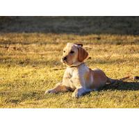 Labrador Retriever - Puzzle per adulti da 5000 pezzi, gioco casual fai da te, puzzle classico, giocattolo antistress per adulti, 14 anni+