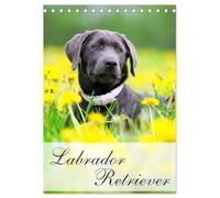 Labrador Retriever (Tischkalender 2026 DIN A5 hoch), CALVENDO Monatskalender: Labrador Retriever