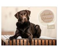 Labrador Retriever - Vielfalt auf Vier Pfoten (Wandkalender 2026 DIN A2 quer), CALVENDO Monatskalender: Der Labrador Retriever, Familienhund und Arbeitshund in seiner ganzen Vielfalt.