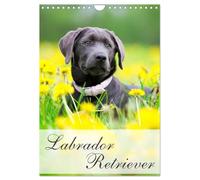 Labrador Retriever (Wandkalender 2026 DIN A4 hoch), CALVENDO Monatskalender: Labrador Retriever