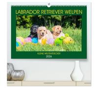 Labrador Retriever Welpen - Kleine Weltentdecker (hochwertiger Premium Wandkalender 2026 DIN A2 quer), Kunstdruck in Hochglanz: Entzückende Labrador ... von der Tierfotografin Sigrid Starick