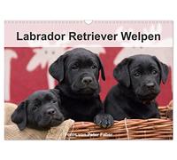 Labrador Retriever Welpen (Wandkalender 2026 DIN A3 quer), CALVENDO Monatskalender: Junge Hunde