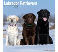 Labrador Retrievers (Chocolate, Black, Yellow, Fox Red) 2026 Calendar | Square Wall Calendar | Dog Breed Gift | Plastic Free Packaging | by Avonside Publishing