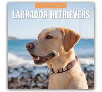 Labrador Retrievers - Labrador Retriever 2026 - 16-Monatskalender: Original Red Robin Publishing Ltd-Kalender [Mehrsprachig] [Kalender]