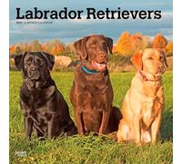 Labrador Retrievers - Labrador Retriever 2027 - 16-Monatskalender: Original BrownTrout-Kalender [Mehrsprachig] [Kalender]