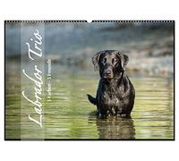 Labrador Trio - 3 Farben, 3 Freunde (Wandkalender 2026 DIN A2 quer), CALVENDO Monatskalender: Draußen in der Natur, 3 Hunde