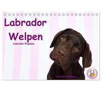 Labrador Welpen - Labrador Puppies (Tischkalender 2026 DIN A5 quer), CALVENDO Monatskalender: niedliche Labrador Welpen im Studio
