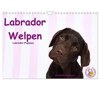 Labrador Welpen - Labrador Puppies (Wandkalender 2026 DIN A4 quer), CALVENDO Monatskalender: niedliche Labrador Welpen im Studio