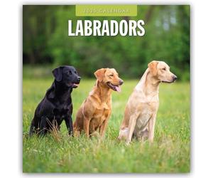 Labradors - Labradore - Labrador Retriever 2025 - 16-Monatskalender: Original Red Robin Publishing Ltd-Kalender [Mehrsprachig] [Kalender]