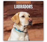 Labradors - Labradore - Labrador Retriever 2026 - 16-Monatskalender: Original Red Robin Publishing Ltd-Kalender [Mehrsprachig] [Kalender]