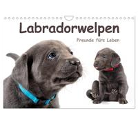 Labradorwelpen - Freunde fürs Leben (Wandkalender 2027 DIN A4 quer), CALVENDO Mo