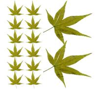 LABRIMP Vassoio Sushi Decorativo con Foglie d Acero Verde Naturale per Sashimi Piatto Giapponese per Esposizione Cibo e Festa